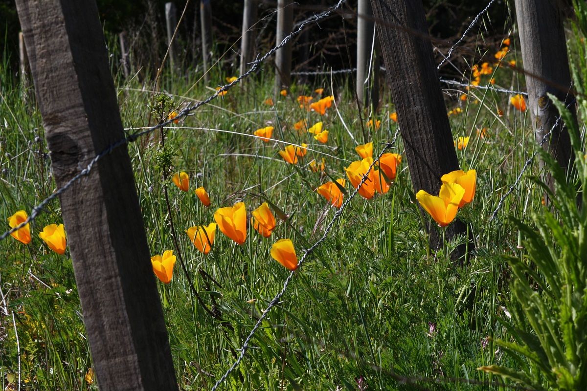 Eschscholzia Californica