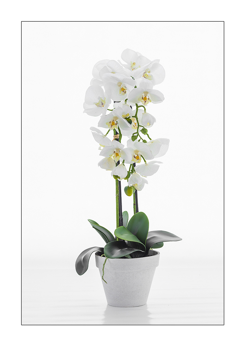 orchidea in vaso
