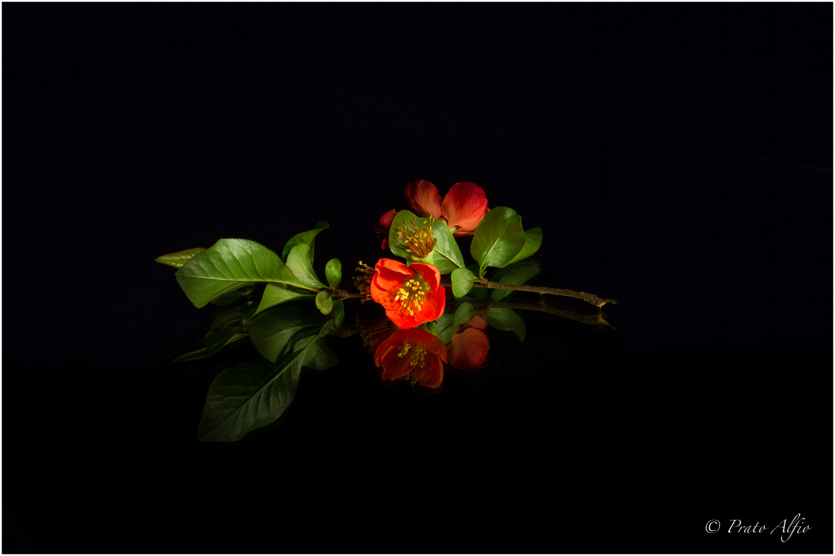 Flowers in the mirror mod 1.