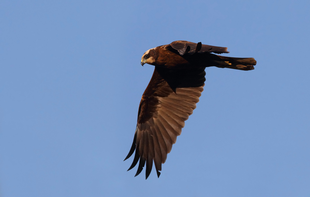 marsh harrier