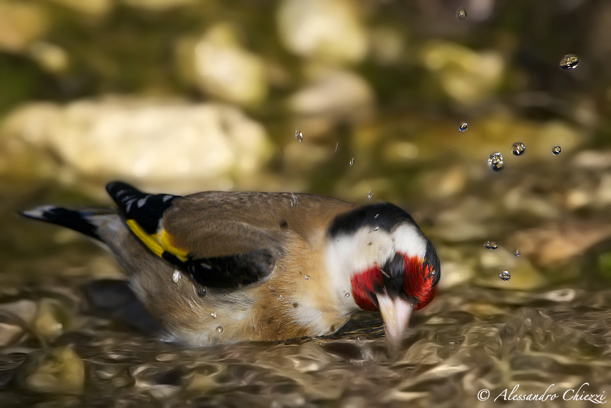 The bathroom of Cardello
