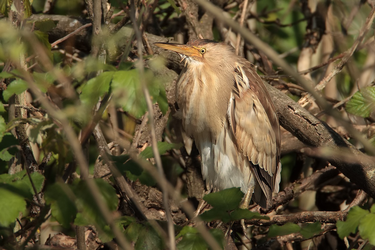 ....Sono arrivati..!