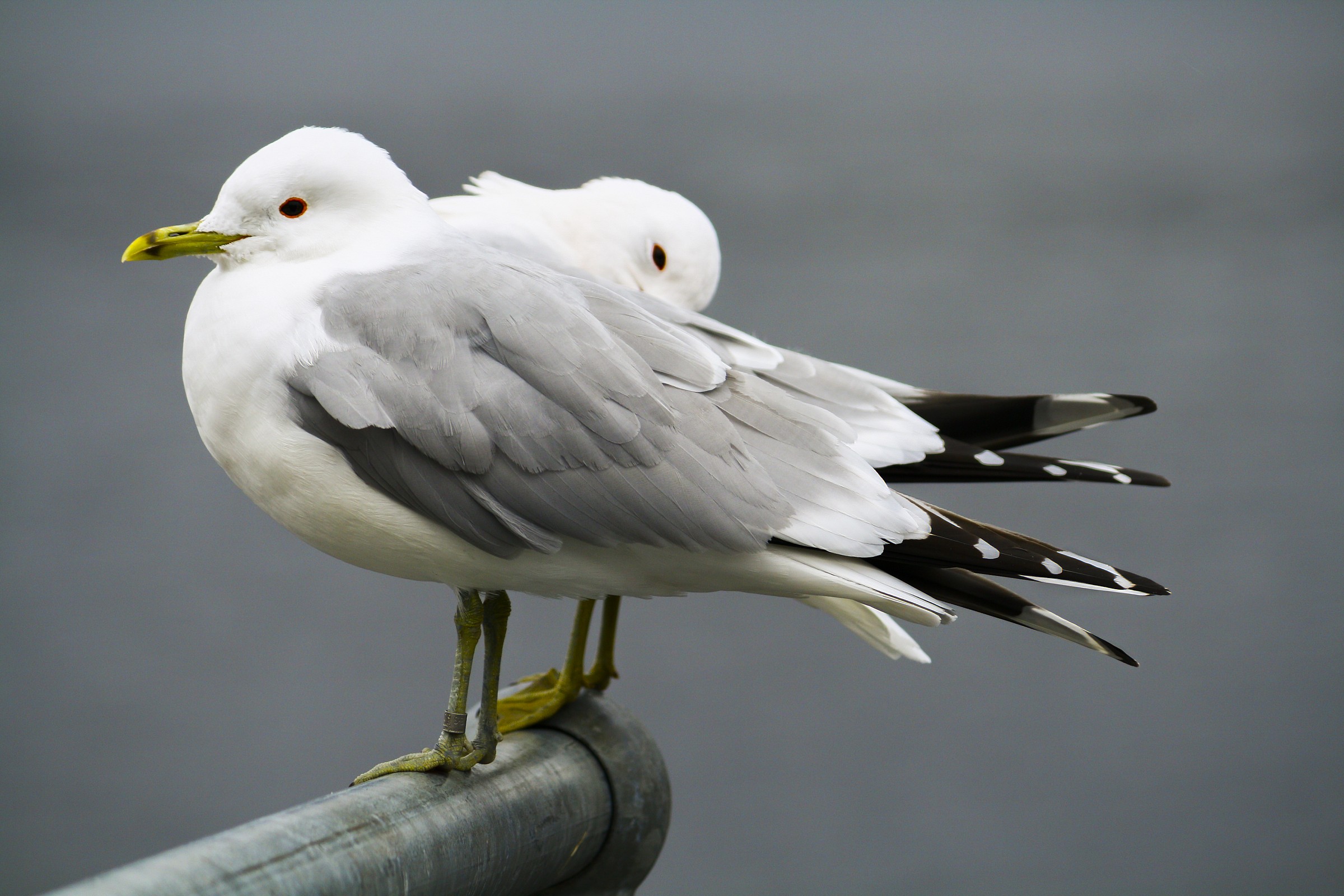 Gulls'' Scottish''