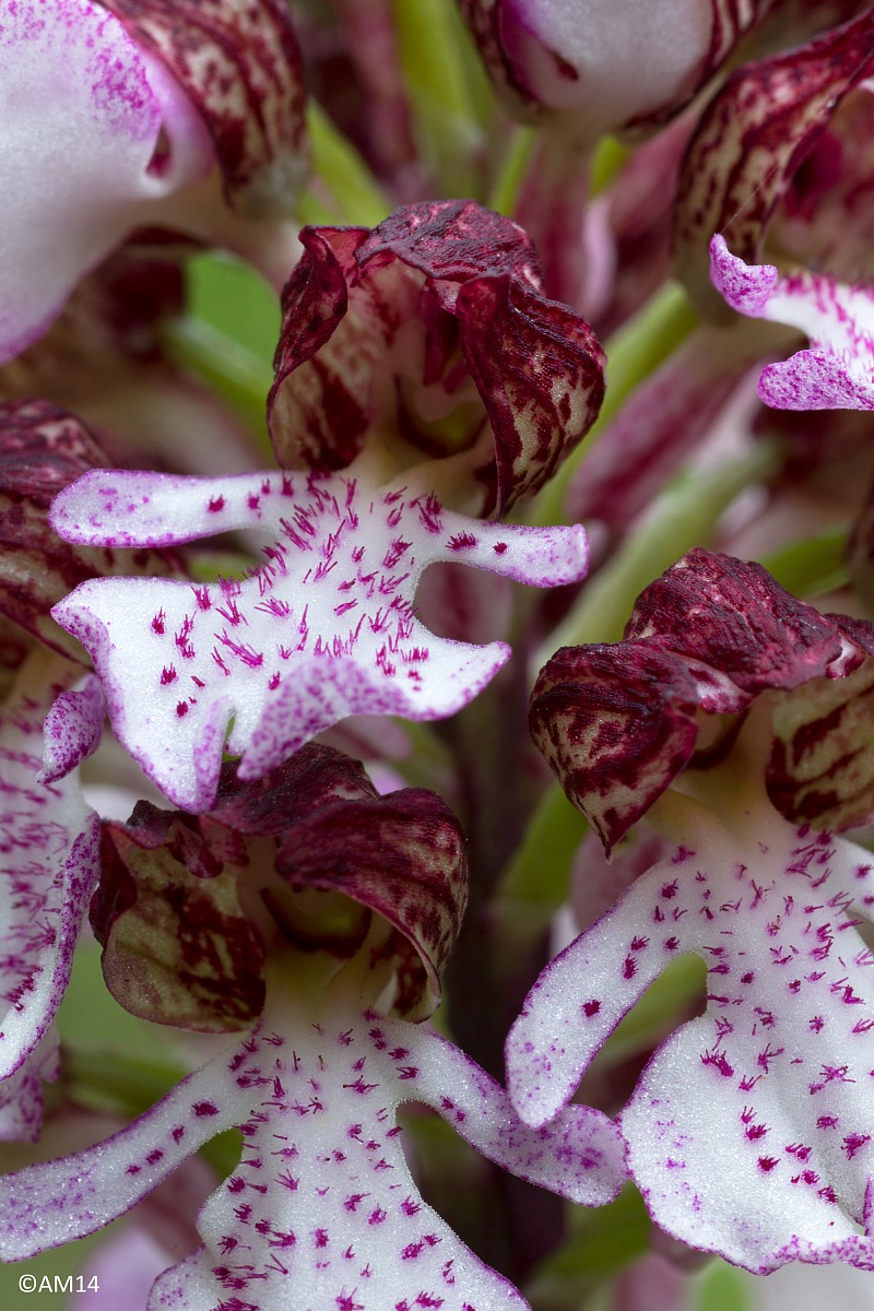 Ophrys purpurea - Detail