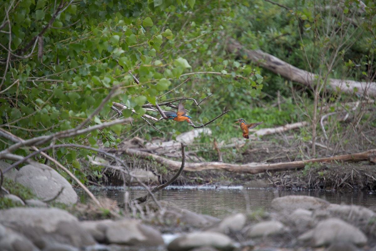 My first kingfisher!