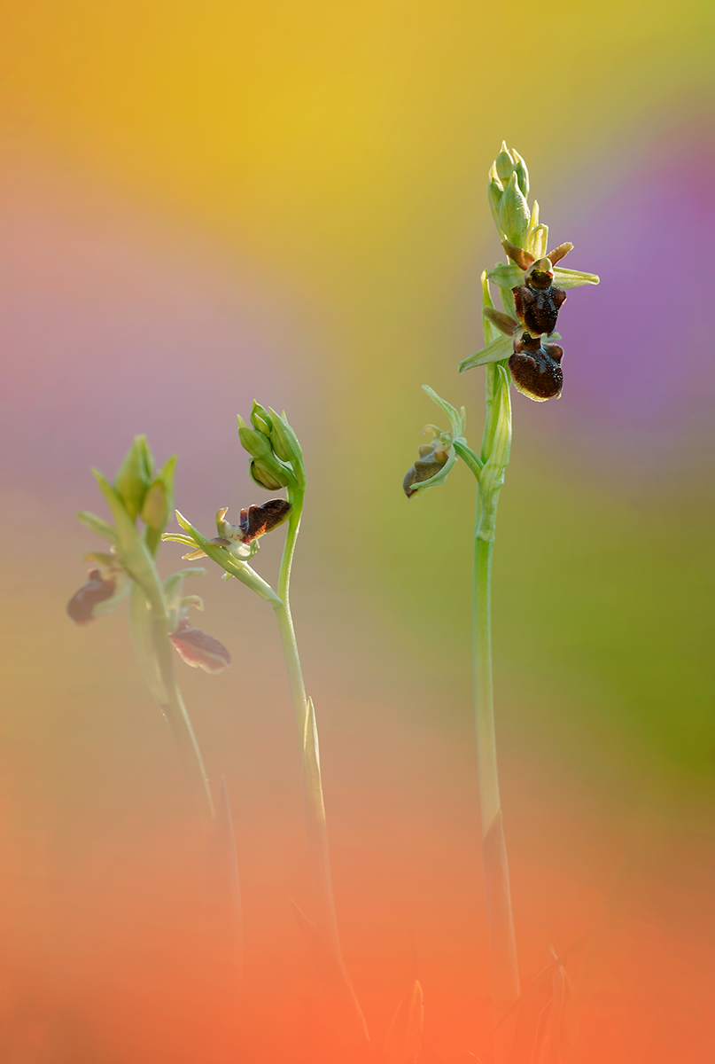 Crescere tra i colori