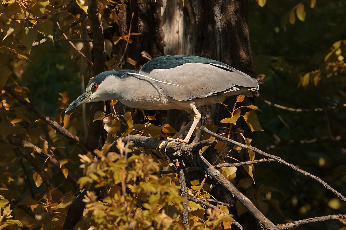 Nycticorax nycticorax