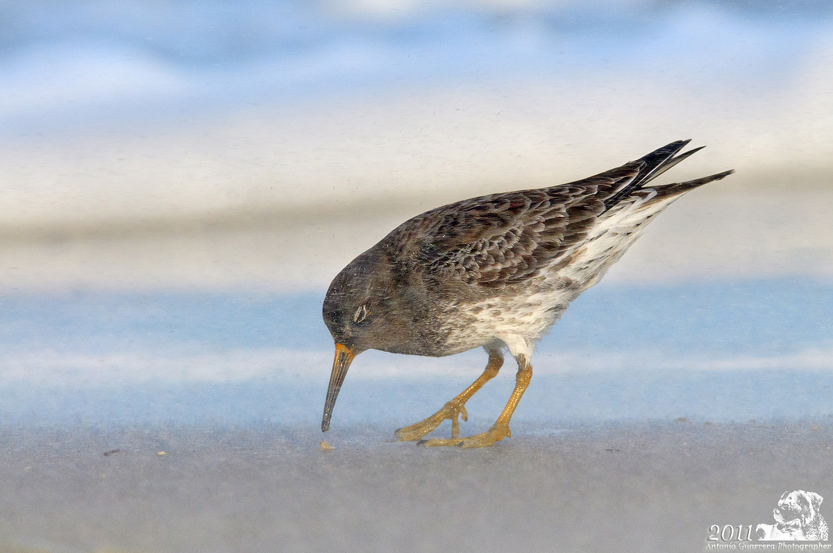 Purple Sandpiper