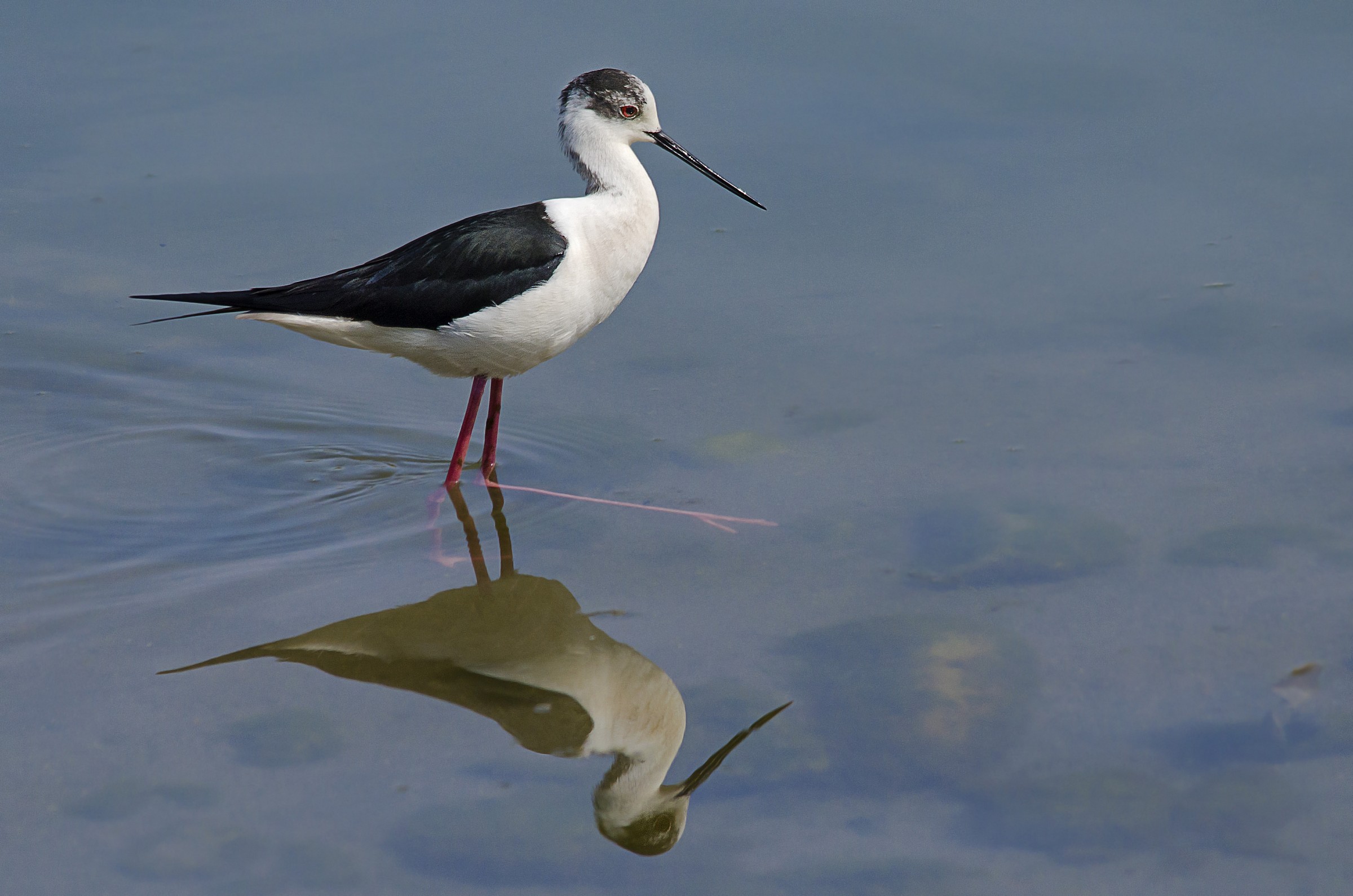 Cavaliere allo specchio