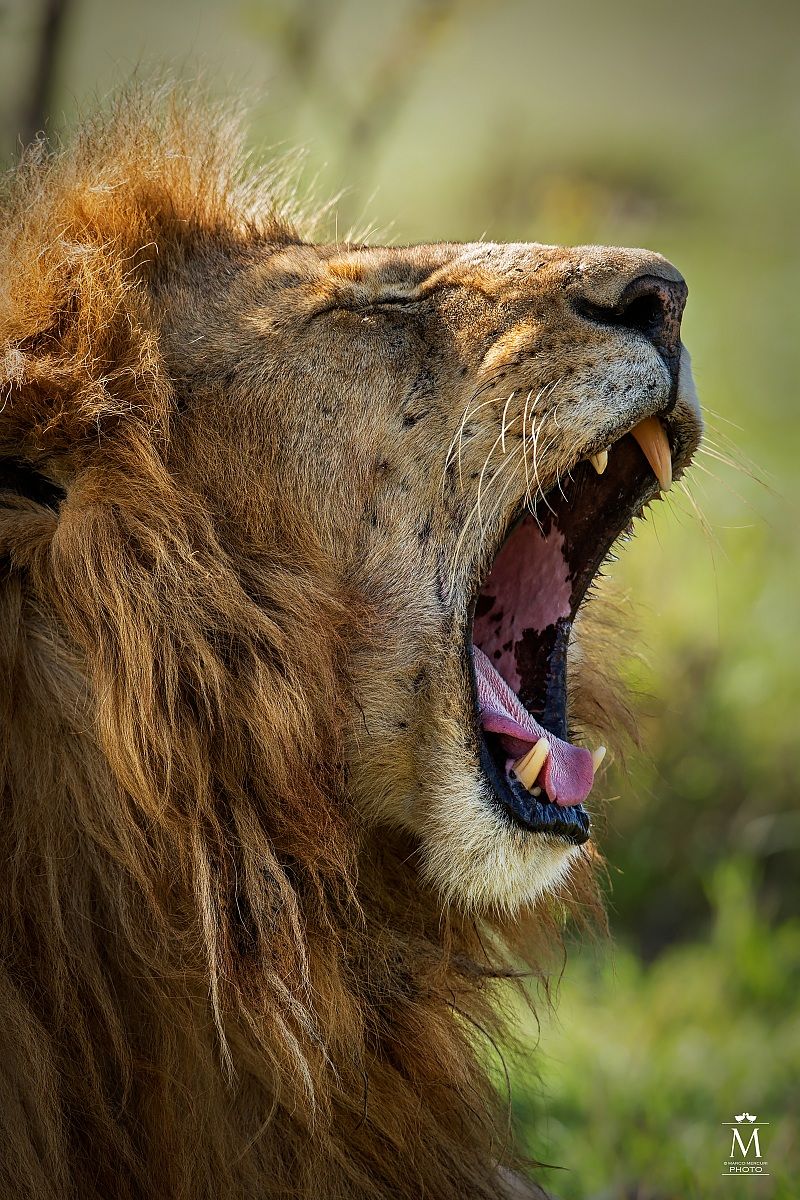 Ma che Bocca Grande che Hai !!!