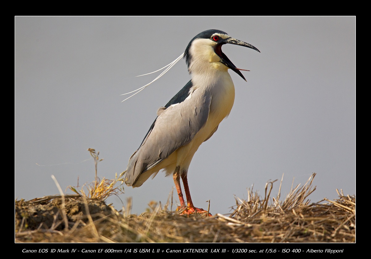 Night Heron