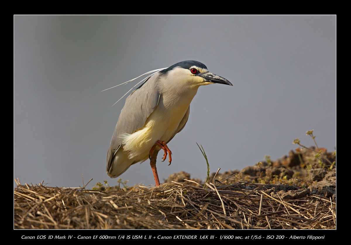 Night Heron