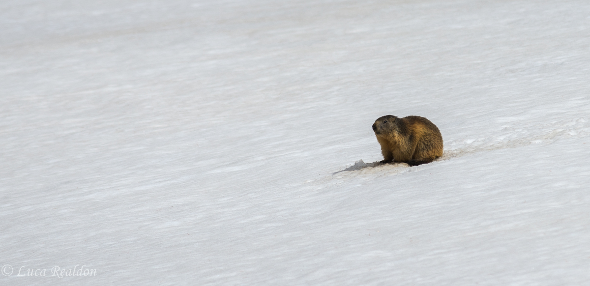 Marmotta