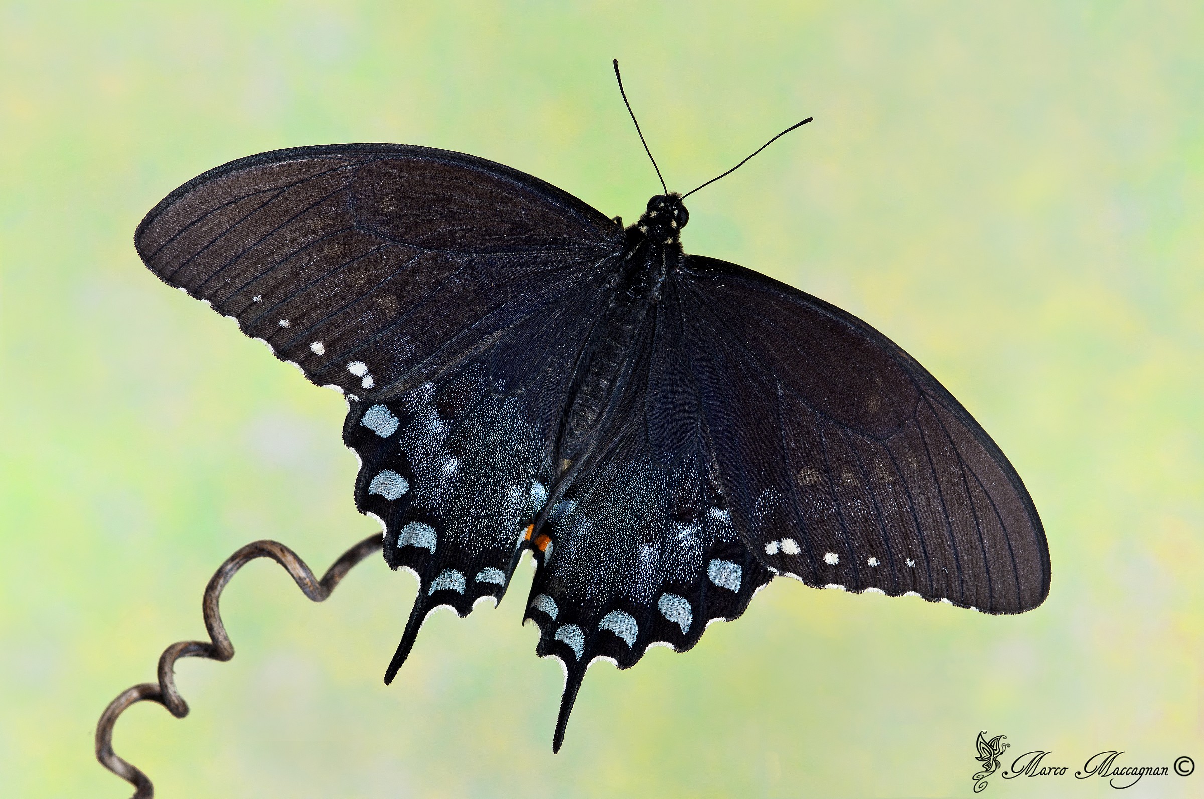 Papilio Troilus