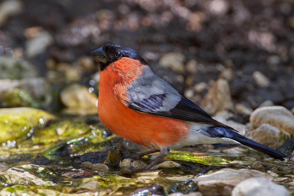 Bullfinch