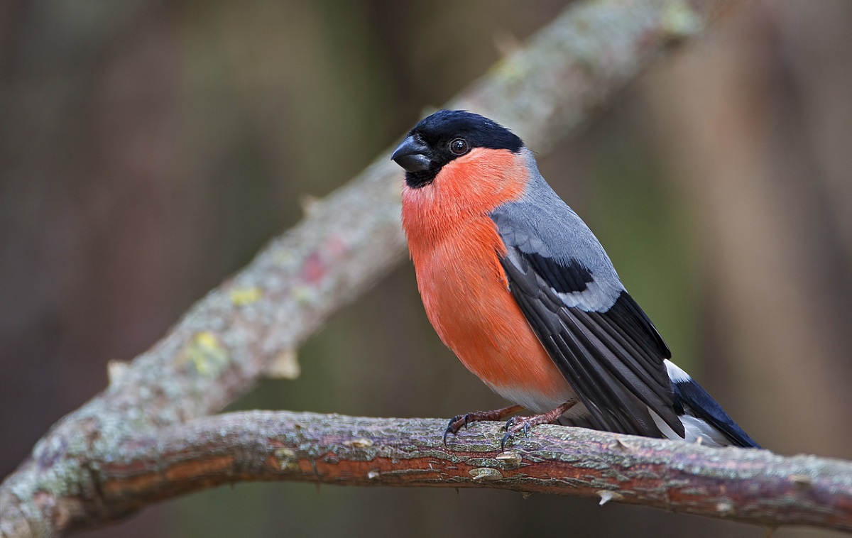 Bullfinch