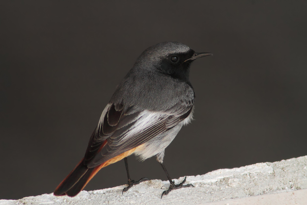 Codirosso spazzacamino