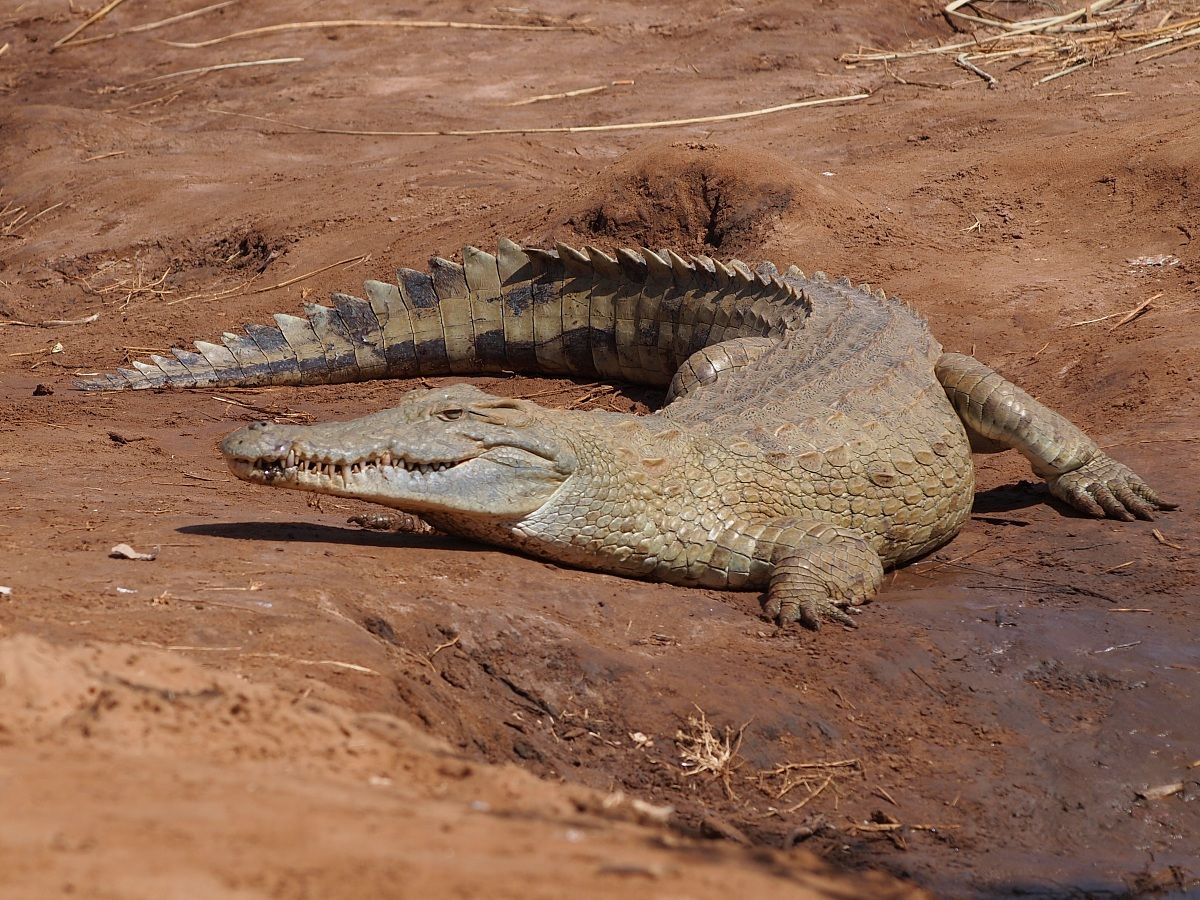 Crocodile