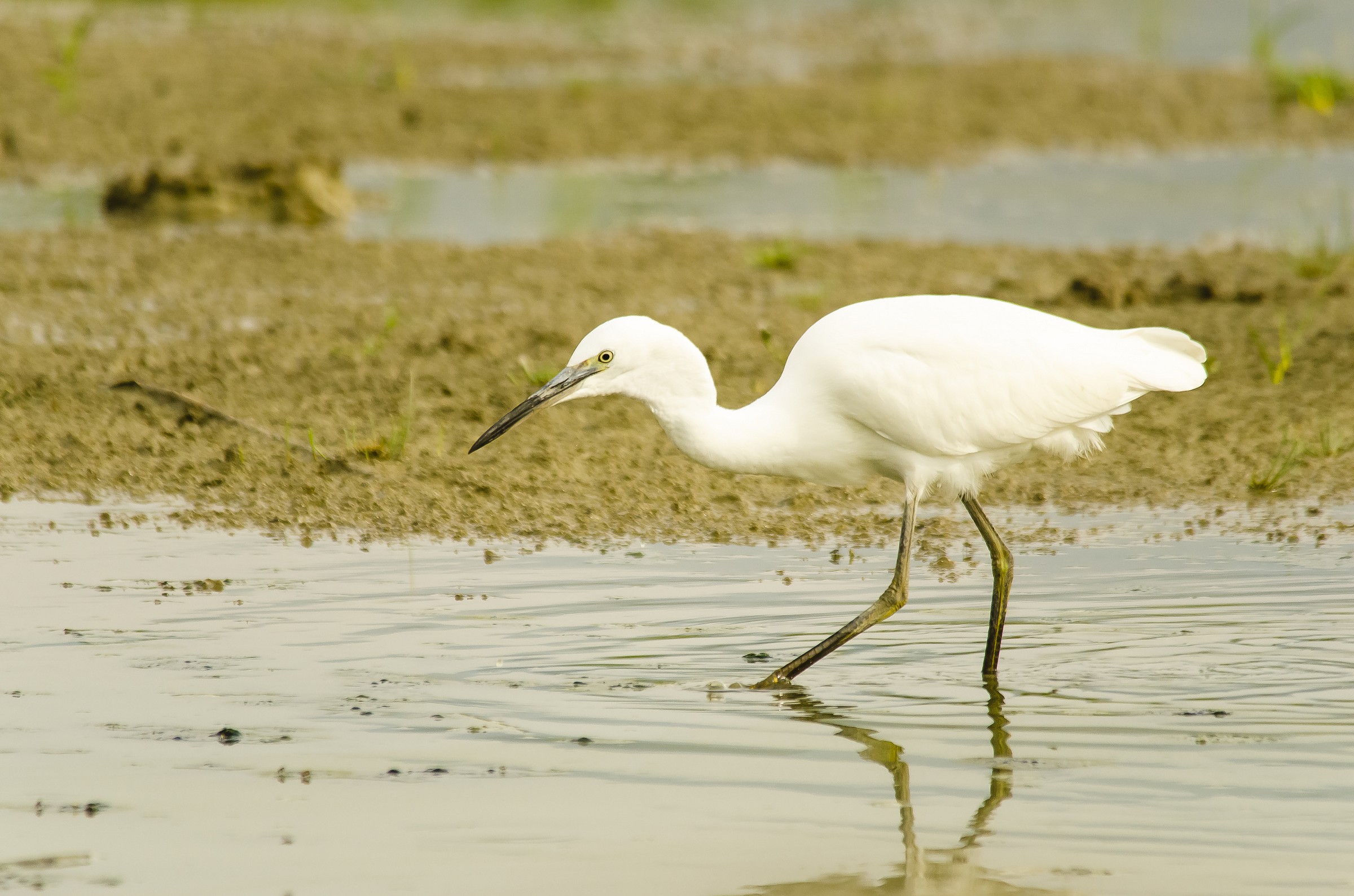 Egret on the hunt