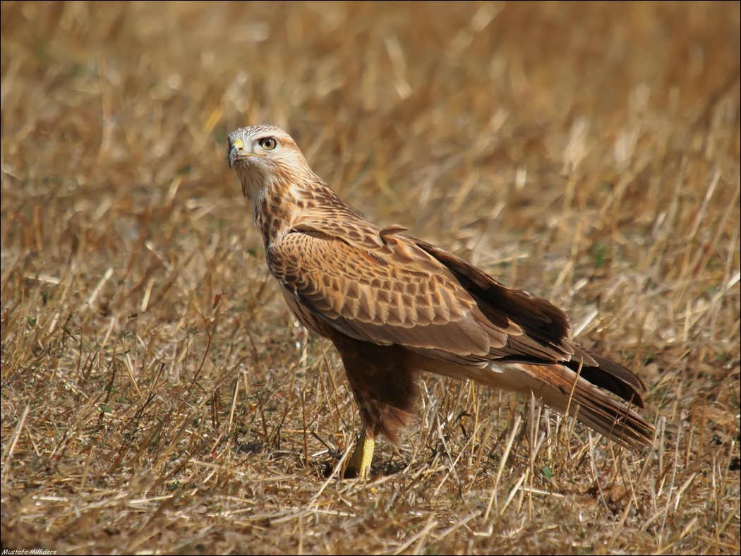 Gambe lunghe Buzzard ...