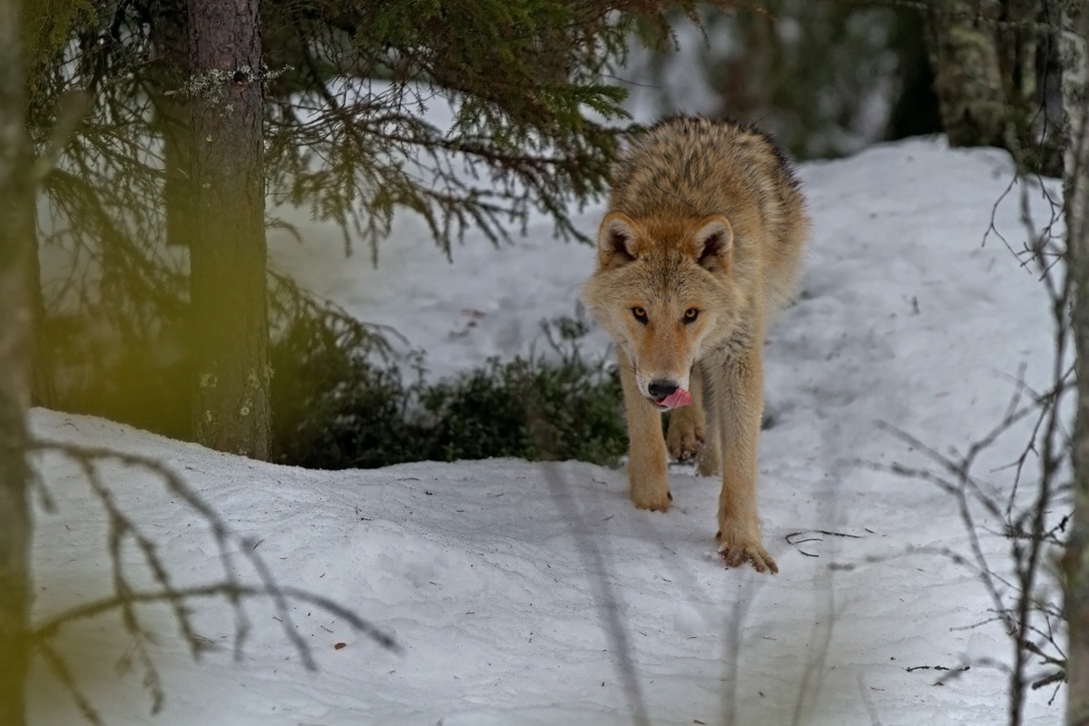 La fame è più forte della paura