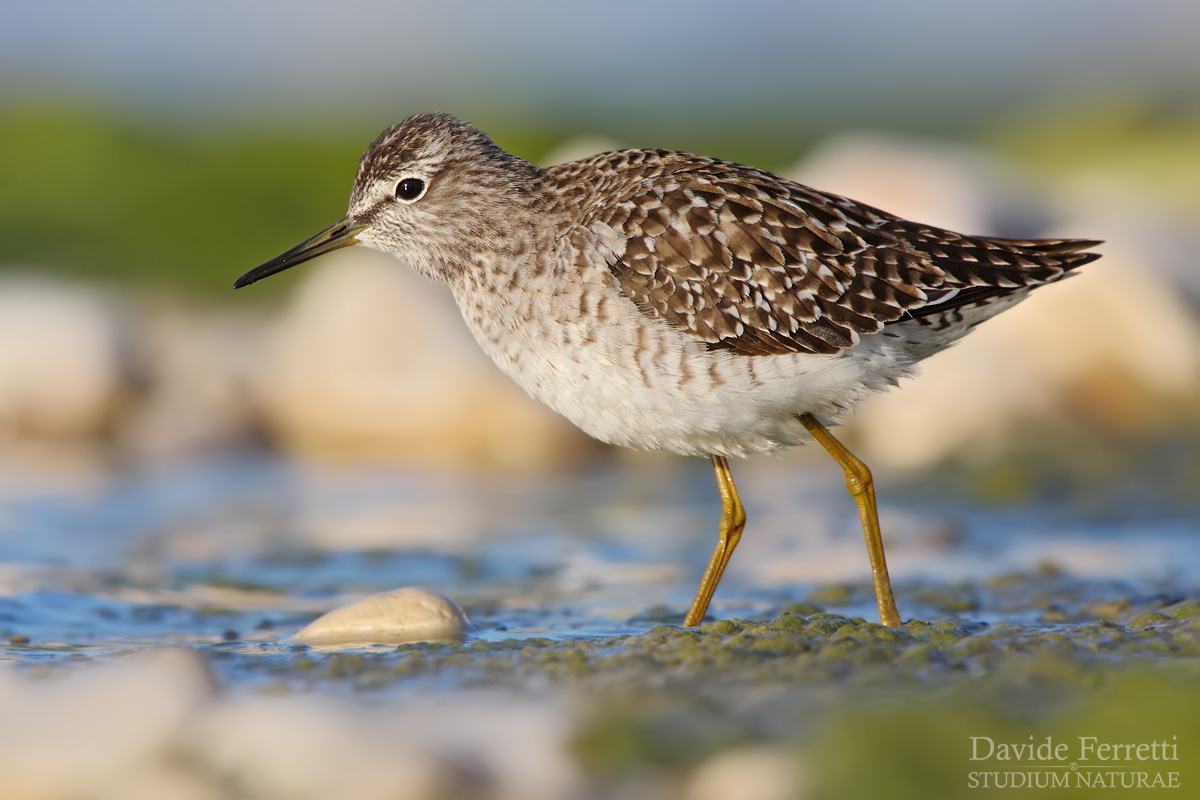 Wood Sandpiper