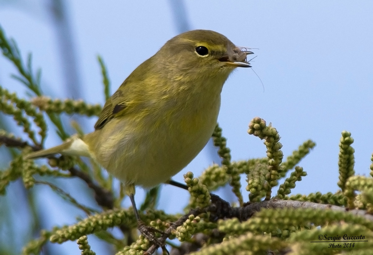 Lui piccolo (Phylloscopus collybita)