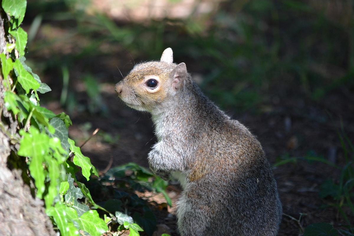 Curious Squirrel