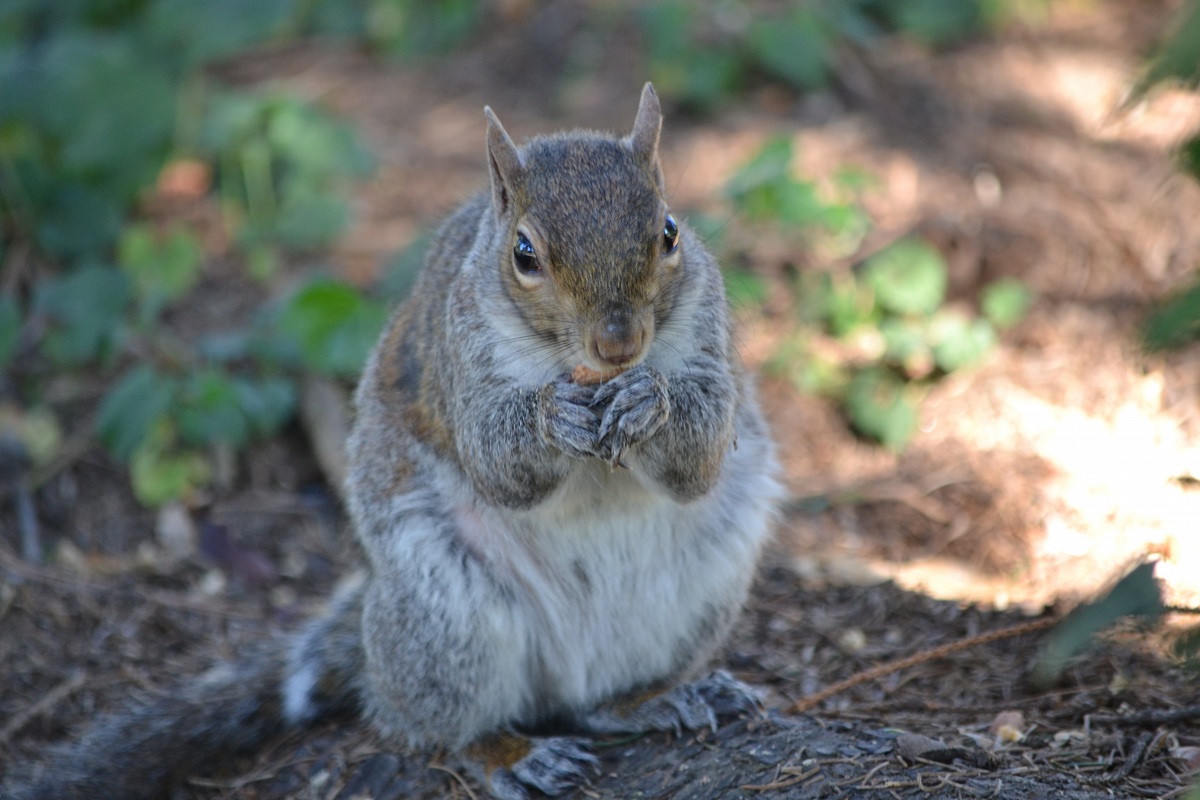 Greedy Squirrel