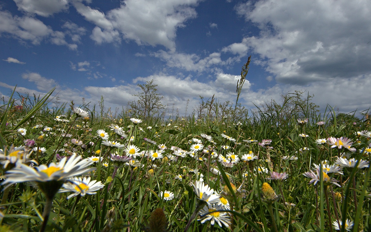 ...m'ama ...o non m'ama ...