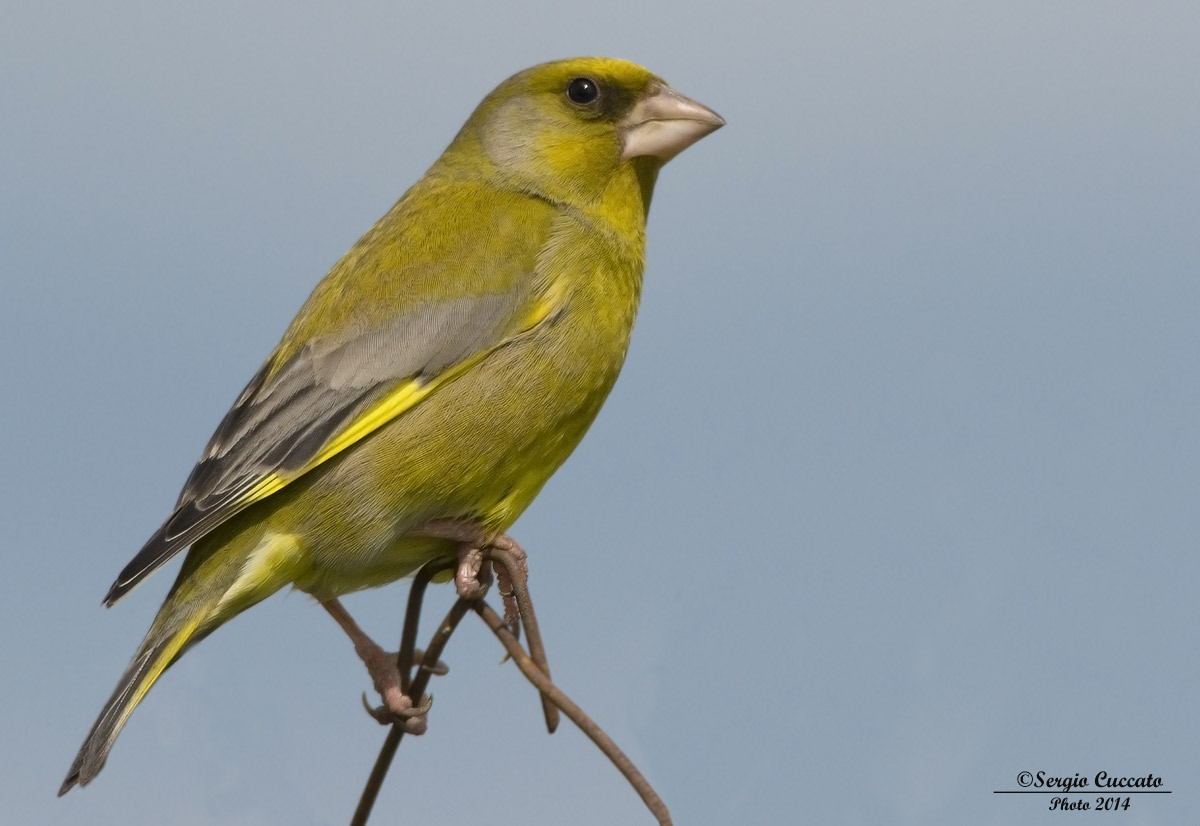 Verdone (Carduelis chloris)