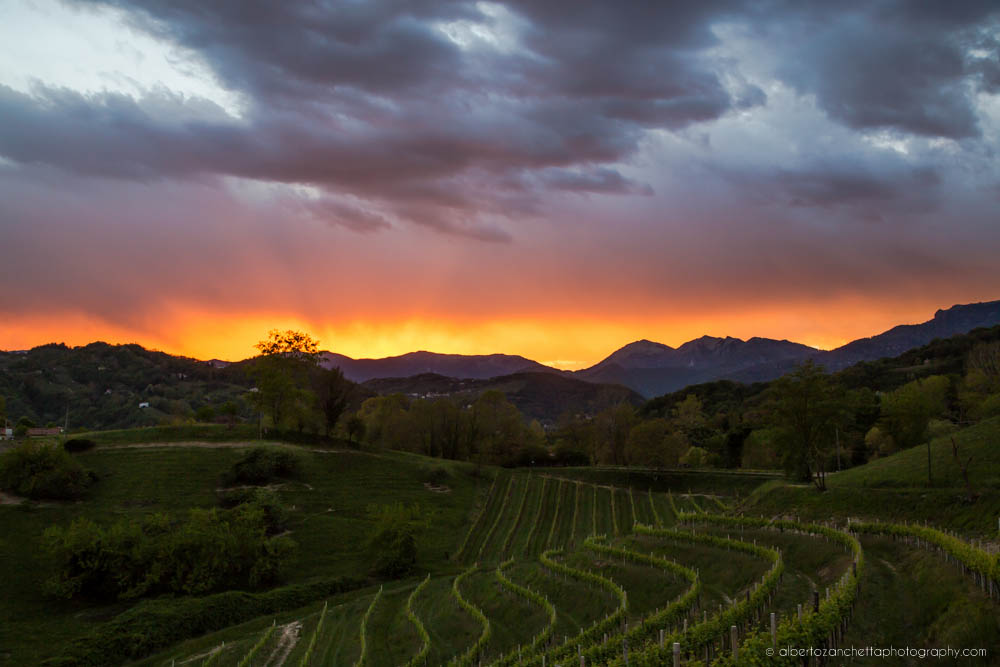 Explosion of the Vineyards of Prosecco at Sunset