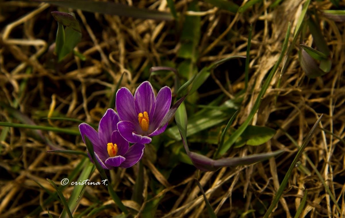 Awakening ... First blooms in the Dolomites