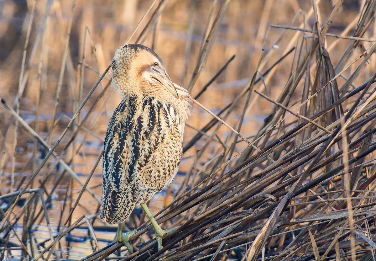 Una posa insolita del tarabuso