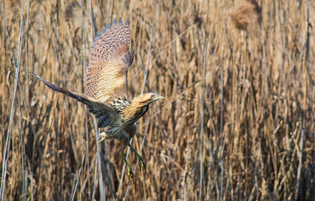 Uscita volante del tarabuso (sequenza 1 di 4)
