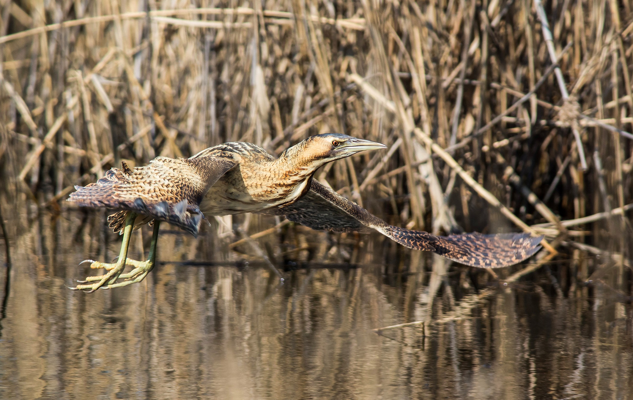 Tarabuso in volo seminascosto (sequenza 2 di 4)