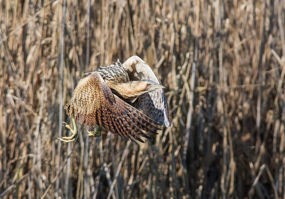 Tarabuso "raggruppato" (sequenza 3 di 4)
