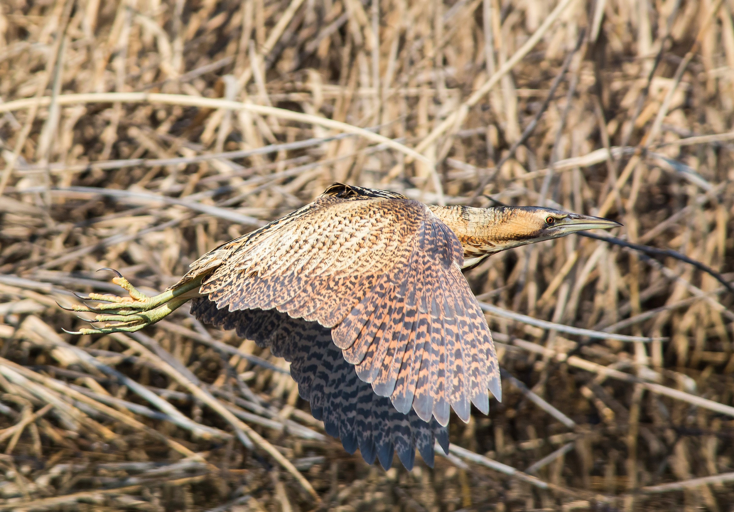 Tarabuso in volo orizzontale (sequenza 4 di 4)