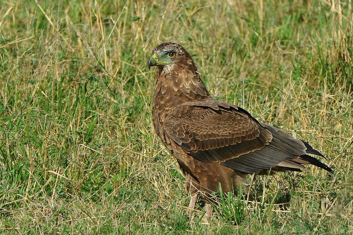Eagle bird of prey on the ground