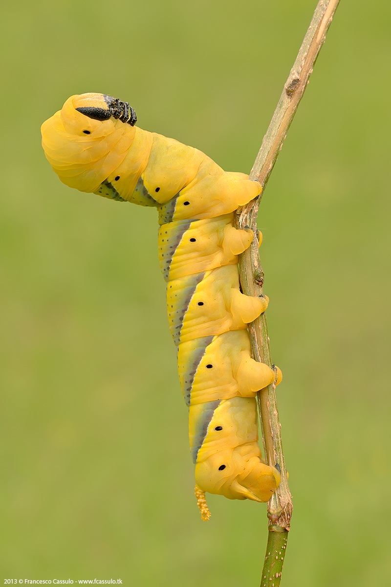 Sfinge testa di morto - Acherontia atropos