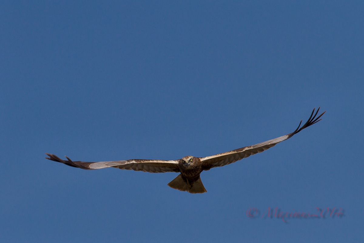 .. The princess of the swamp ... the return ..