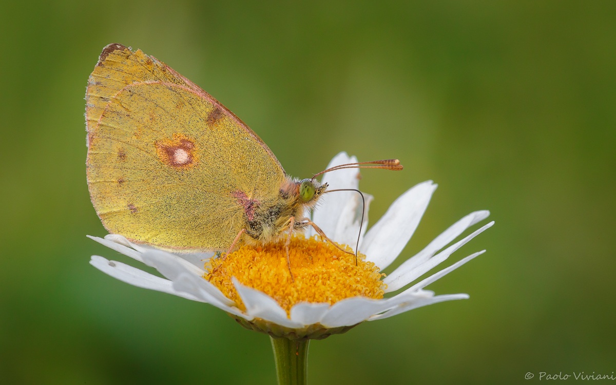 Colias lived ... for breakfast!