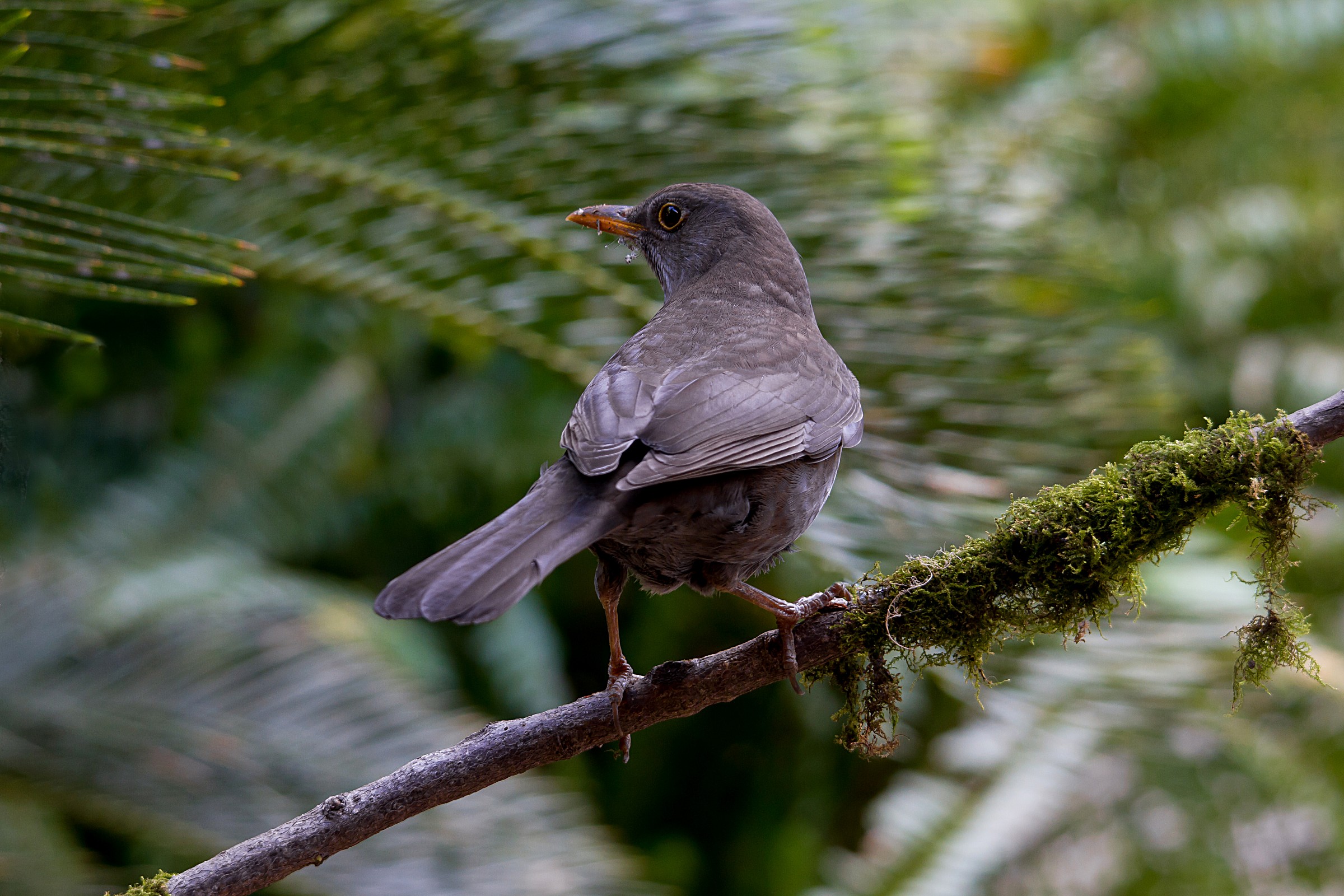 Female blackbird