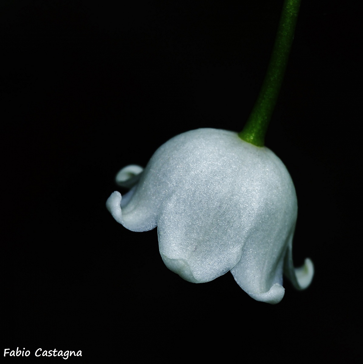 Un lampadario naturale (Mughetto bianco)
