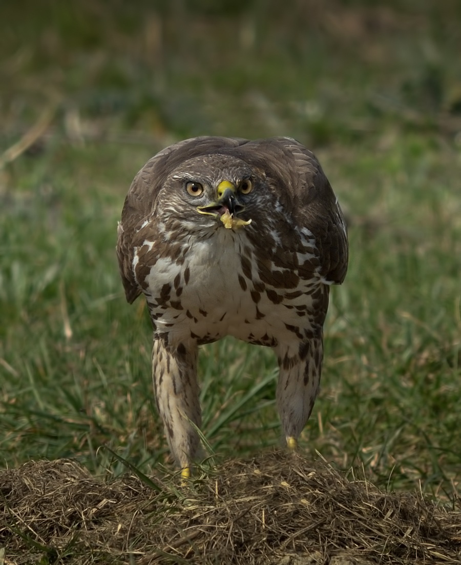 Buzzard