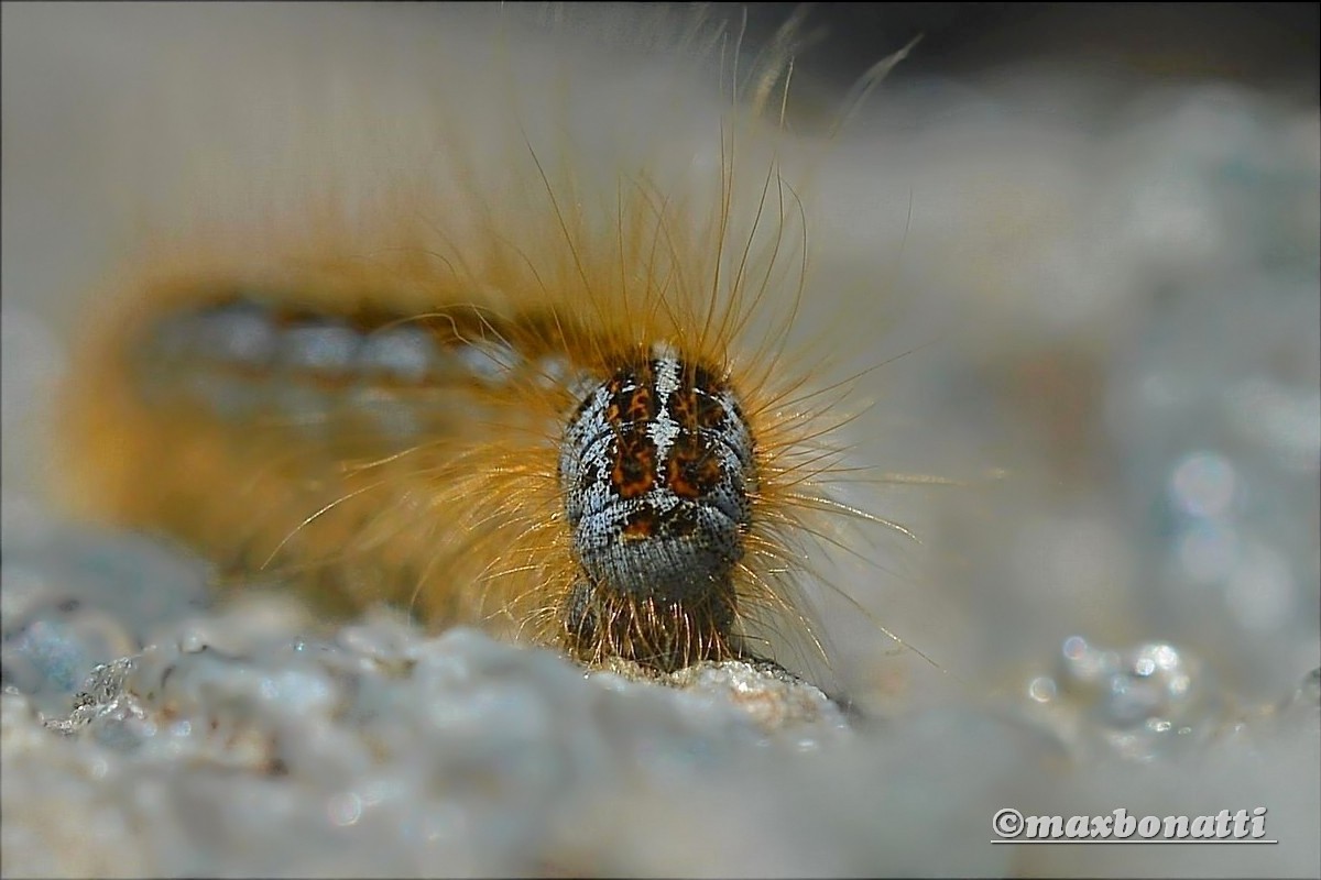 Unidentified caterpillar.
