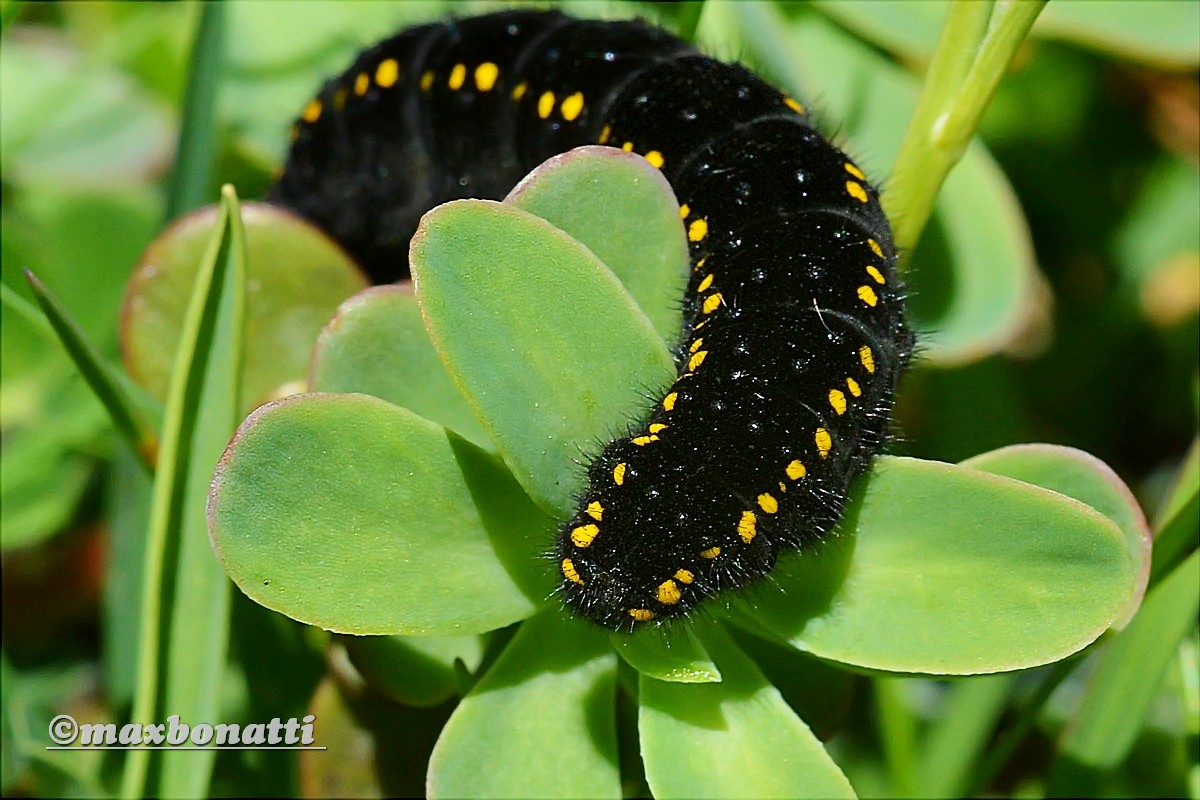 Unidentified caterpillar.
