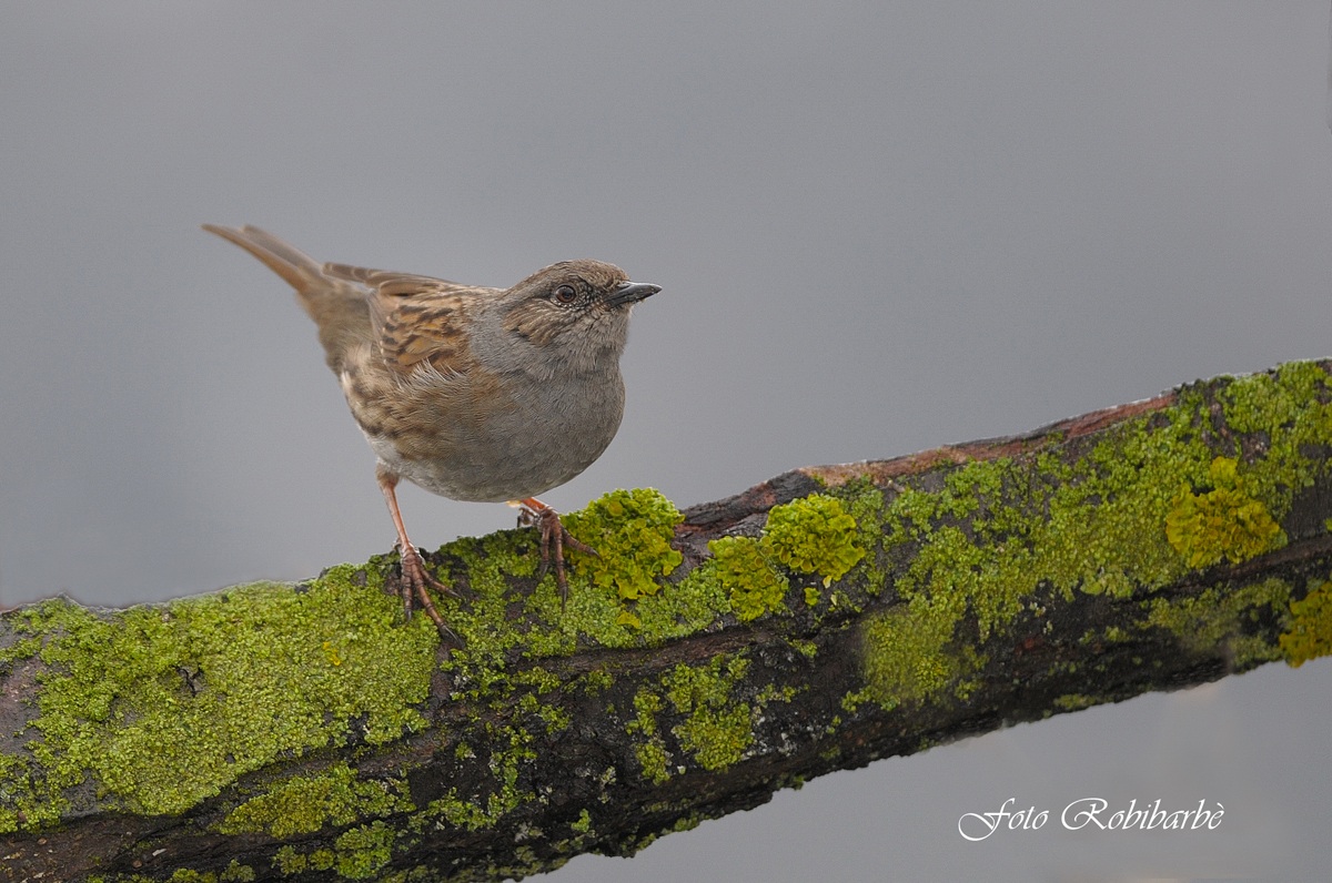 Passera scopaiola....