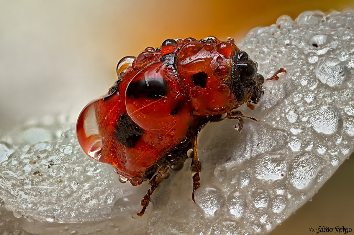 Ladybird Ladybird wet ... lucky!