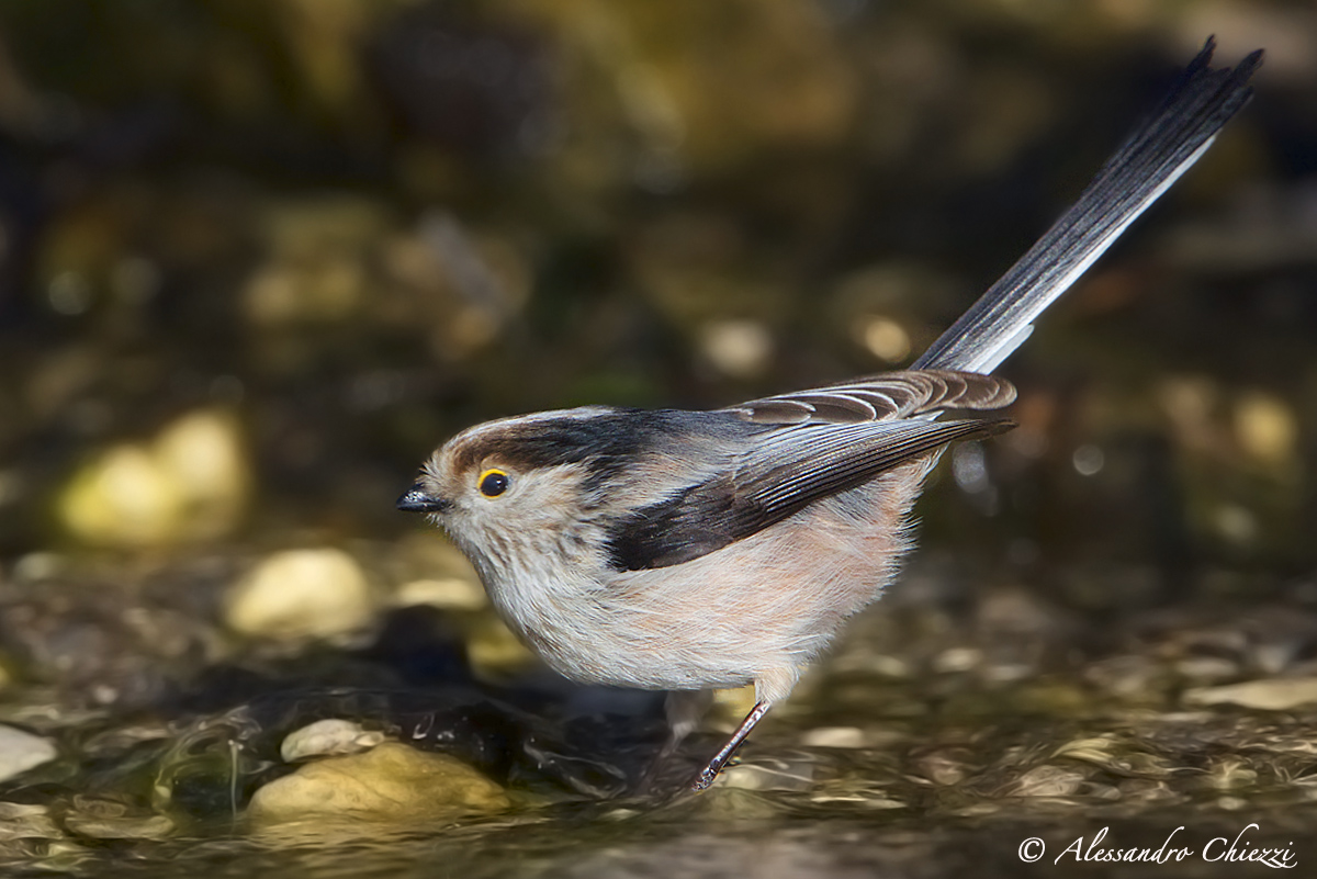 Long-tailed Tit